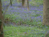 Hyacintenjogging 2015 - 44.jpg